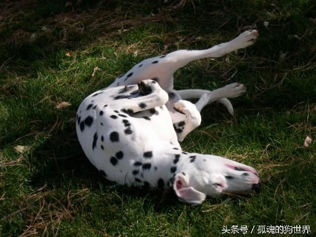 训练狗狗躺下装死的三种方法