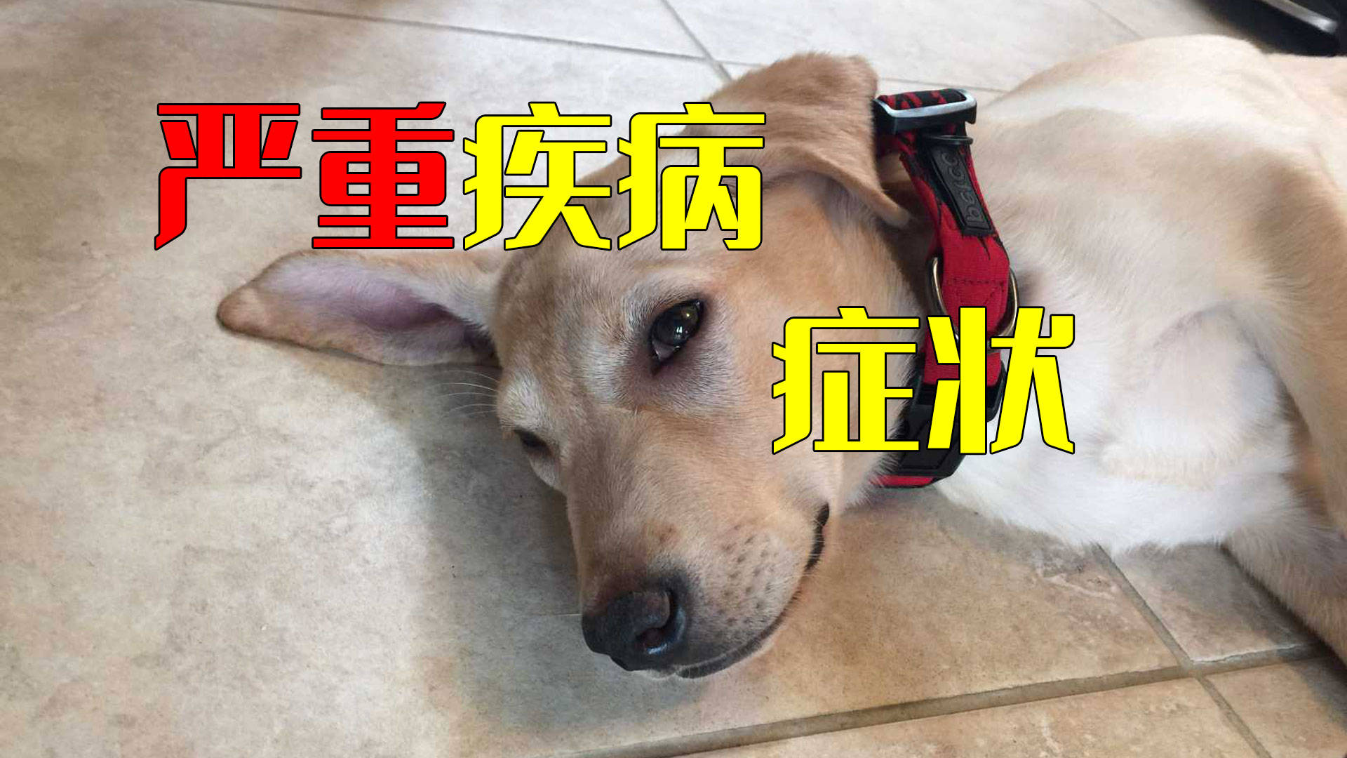 狂犬病 病狗_成年狗多久打一次狂犬_狗什么时候打狂犬