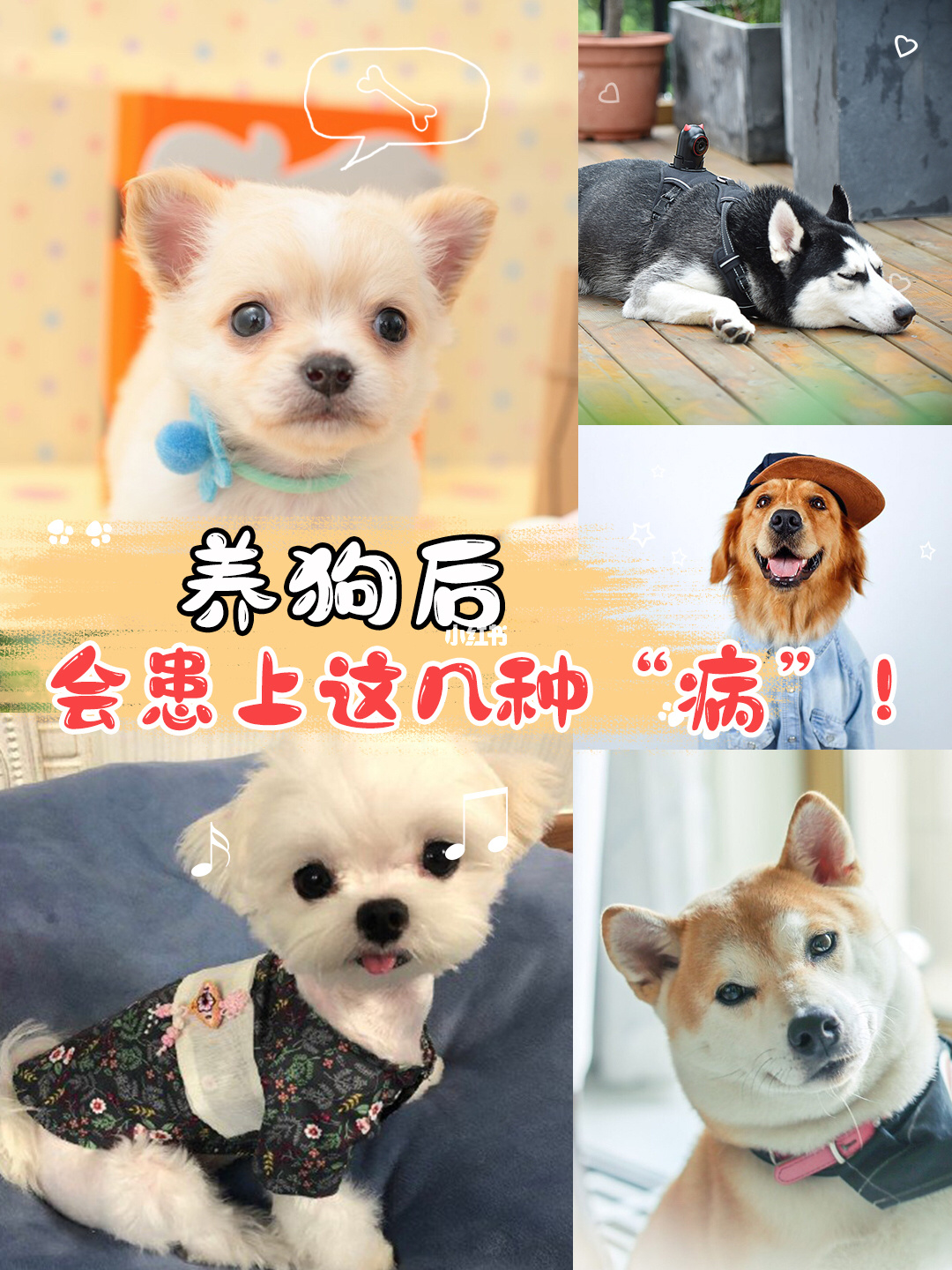 成年狗多久打一次狂犬_狗什么时候打狂犬_狂犬病 病狗