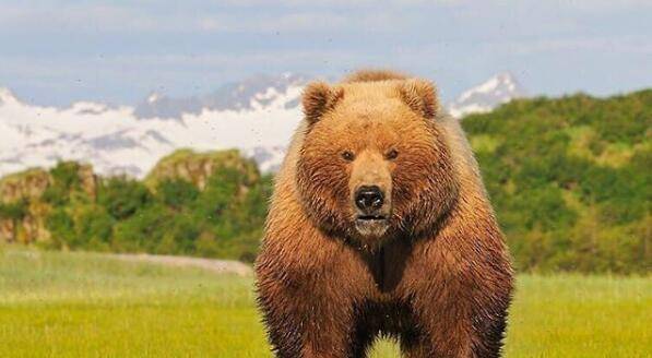 熊出没之秋日团团转战阿拉斯加棕熊熊