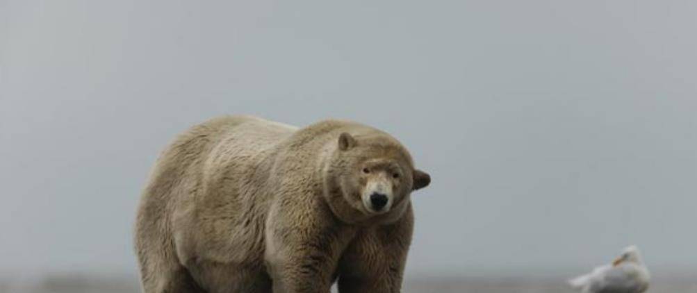 熊出没之秋日团团转战阿拉斯加棕熊熊