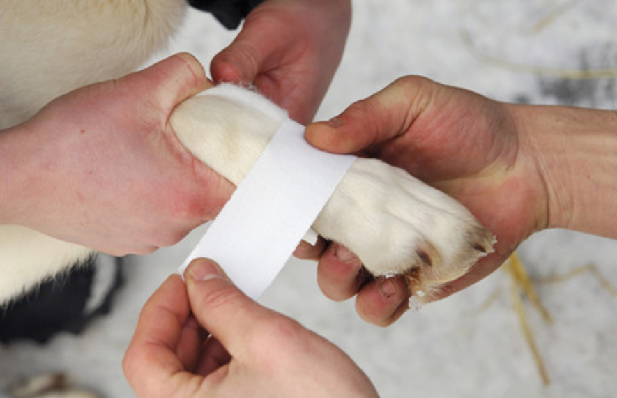 狗狗受伤了怎么办该如何治疗 宠物狗受伤如何清洁和护理伤口？