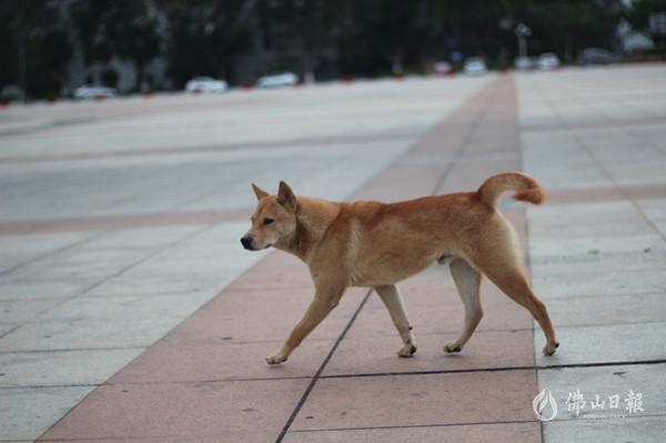 佛山已在推进养犬管理立法增加限养条件禁养忌一刀切