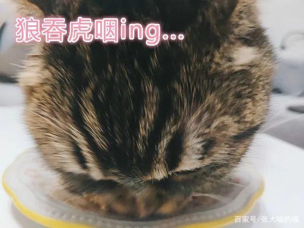 大喵化身猫咪厨娘这道猫咪版什锦蒸饭(组图)