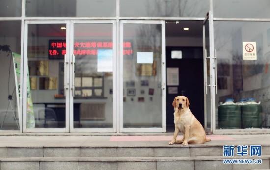 导盲犬被质疑“奢侈”骗局？中国盲协主席：免费给盲人使用 养护成本相当于普通宠物