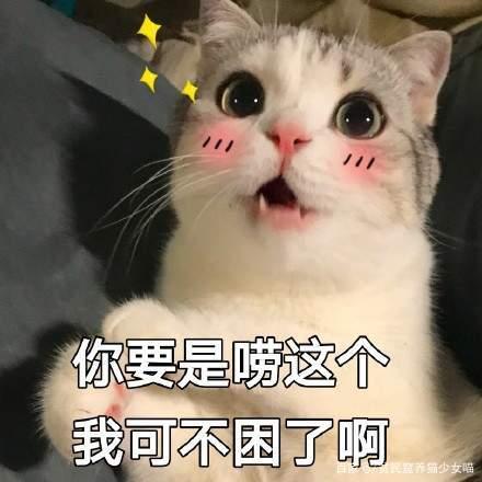 【贫民窟养猫少女喵】一下2019年最受欢迎的猫咪Top10