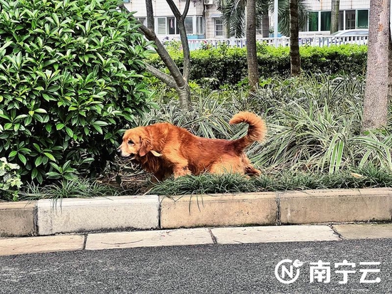 青秀区一业主深夜遛狗扰民晚上遛狗时间在一个半小时左右