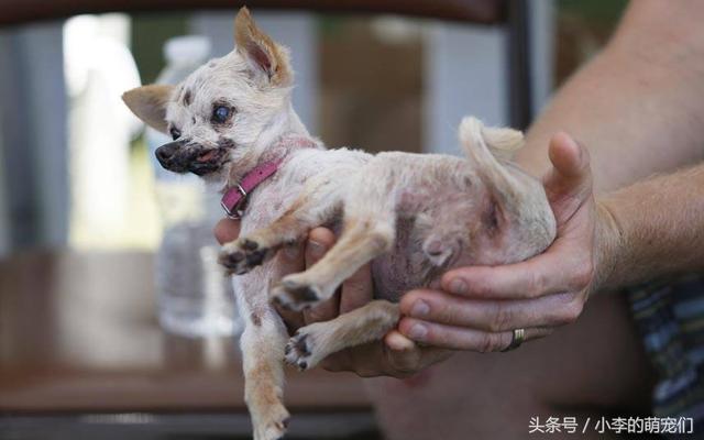 说起犬：我不要面子吗？国外的冠毛犬国内美美哒