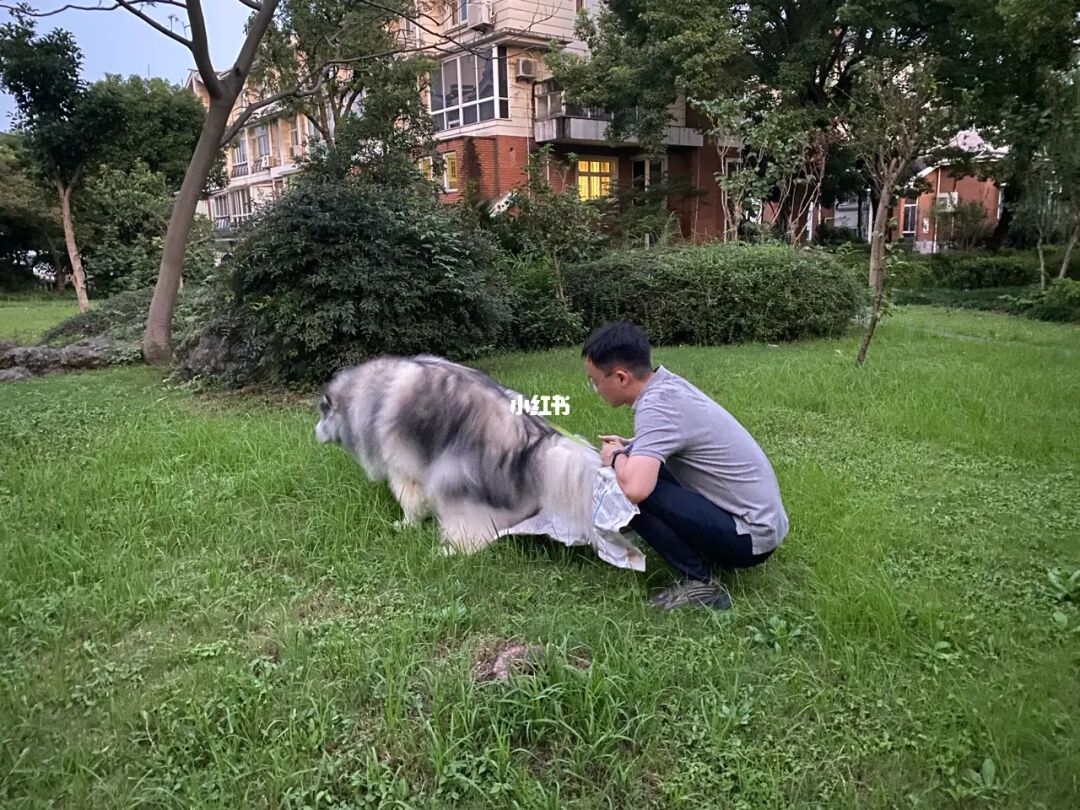 有小孩养什么狗比较好_养狗知识——对狗狗健康有威胁的食_有美女把我当成她的狗养吗