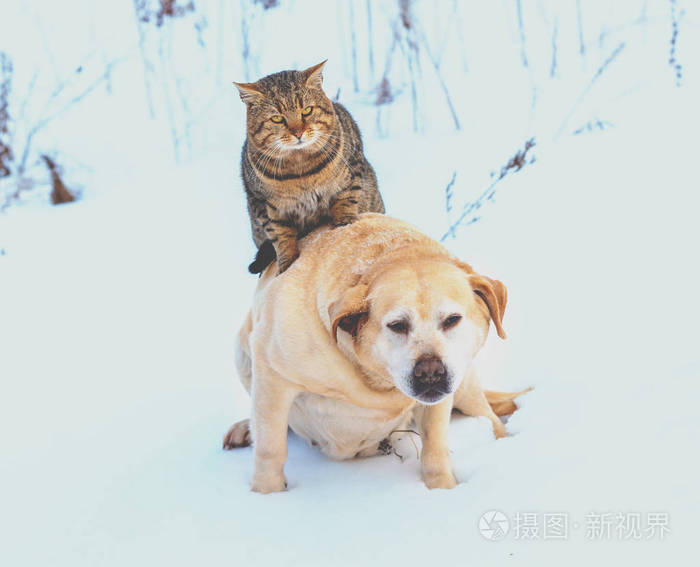 男人像狗,女人像猫图片