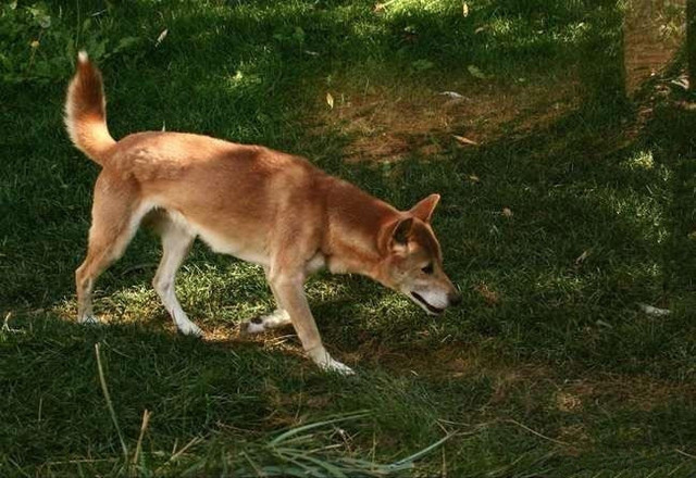 世界上最稀有的之一犬，你见过几个？