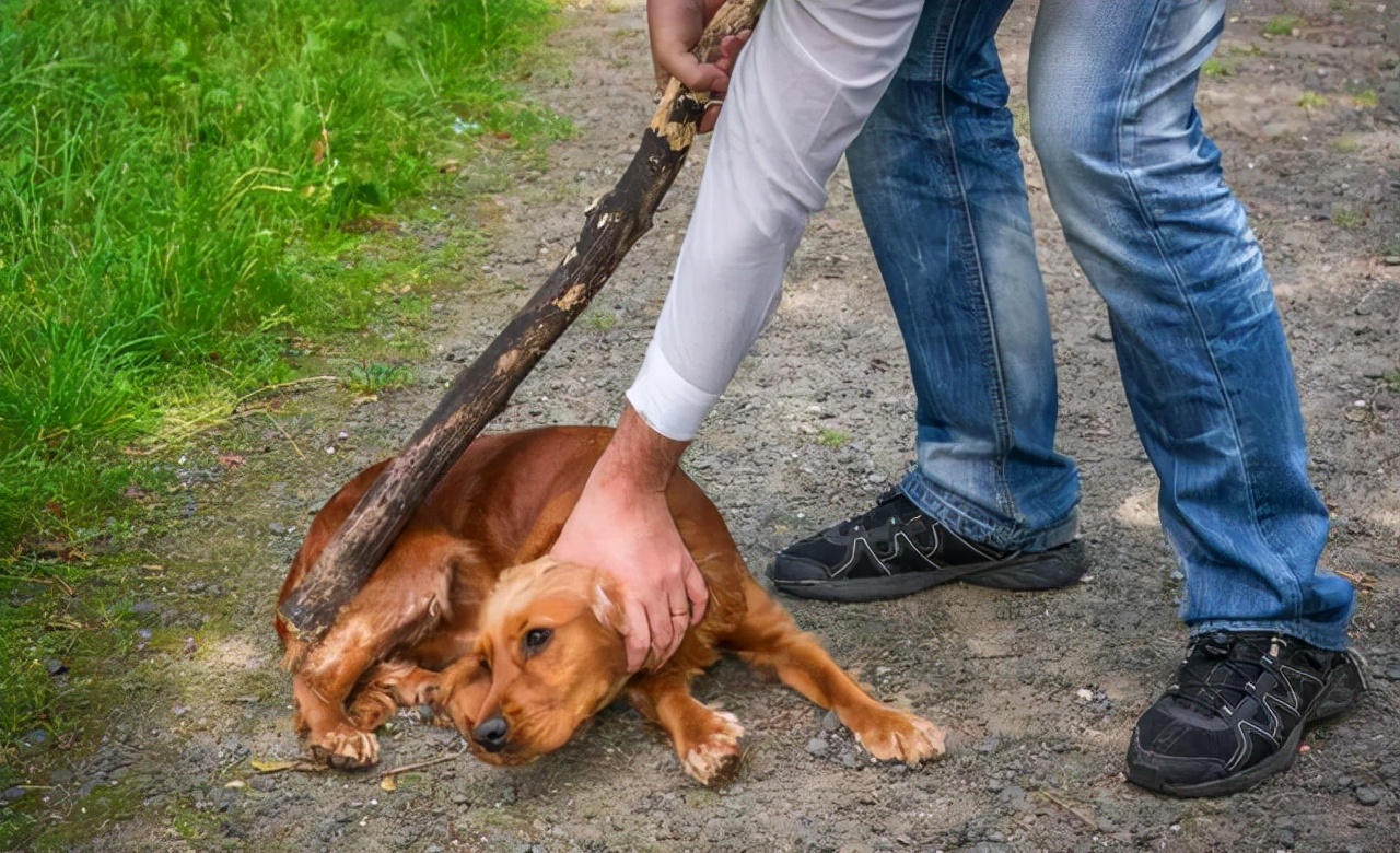 狗狗犯错后，就算你再生气，也不能打这5个地方