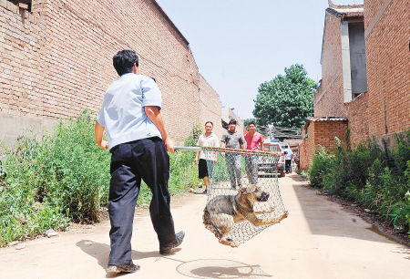 昨日，在临潼区岩王村，民警将一只无证犬收缴。