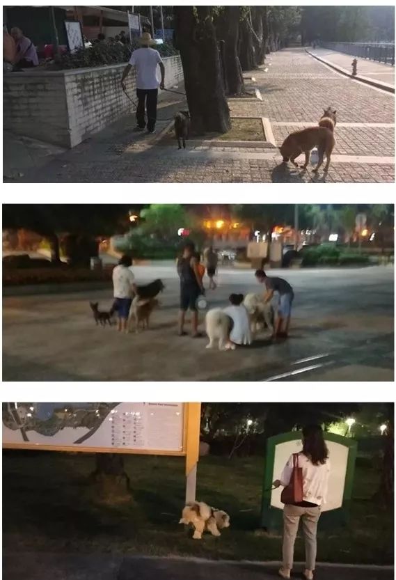 “养犬热”持续升温，江门应健全文明养犬教育机制