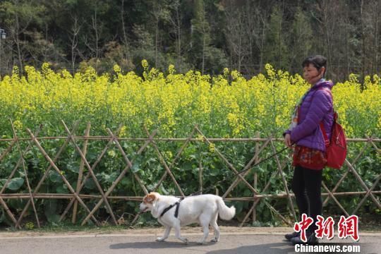 太原、银川实施养犬新政遛狗带宠物狗乘电梯避开使用高峰期