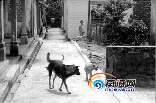 农村狗患“咬”出问题一串文昌11个月2496人被狗咬伤