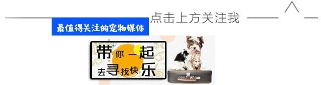 地球上最常见的搬运犬，你知道吗？