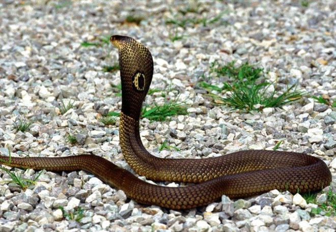 世界上存在的毒蛇种类数不胜数，重达13斤，太攀蛇