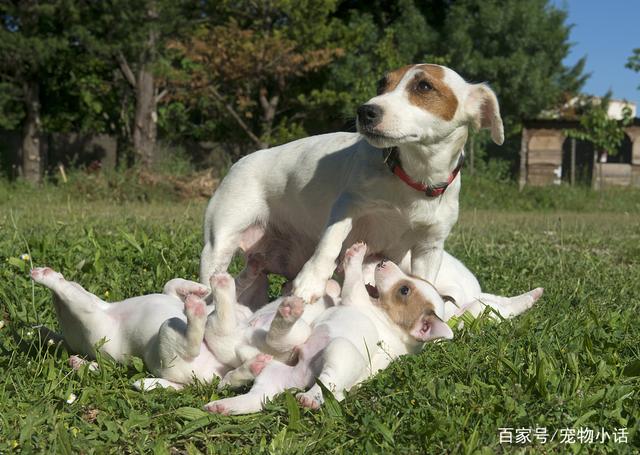 狗狗训练宠物犬笔直地蹲立：让爱犬听到你的口令