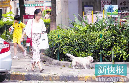 遛狗不牵绳吓坏咬伤老人小孩五针疫苗广州市