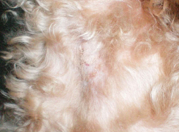 狗狗皮肤有问题，原因肯定出在这几个方面，其中有一样经常被忽略
