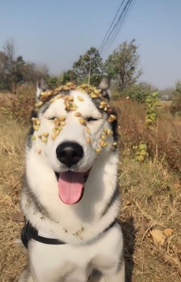 丑狗的品种_最丑的狗品种_狗狗网红丑狗