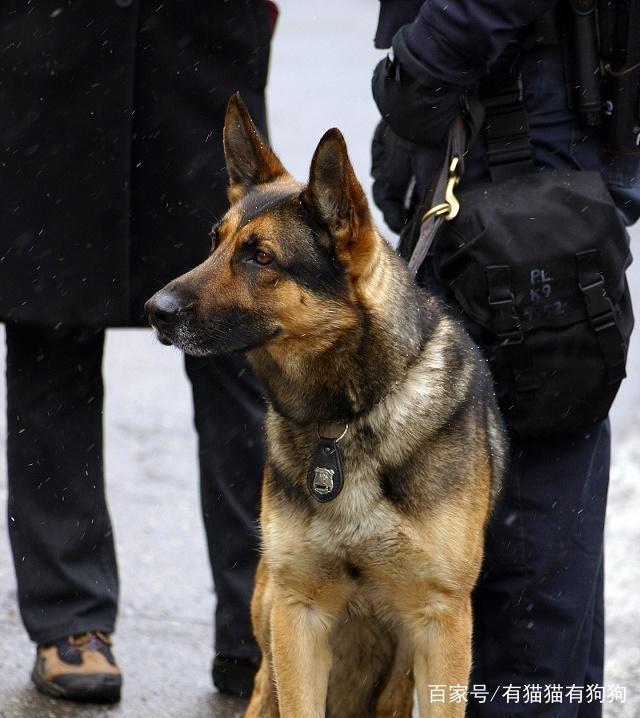 缉毒犬图片犬种图片