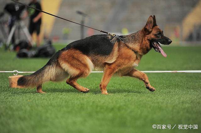 训练国牧羊犬大小便的一些注意点，你知道吗？