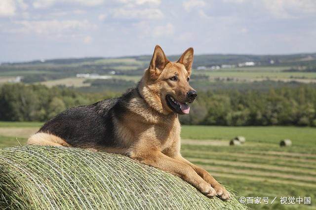 训练国牧羊犬大小便的一些注意点，你知道吗？