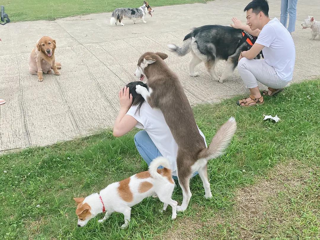 深圳办狗证需要打什么疫苗_狗狗办狗证需要什么条件_苏州相城区养狗需要办证吗