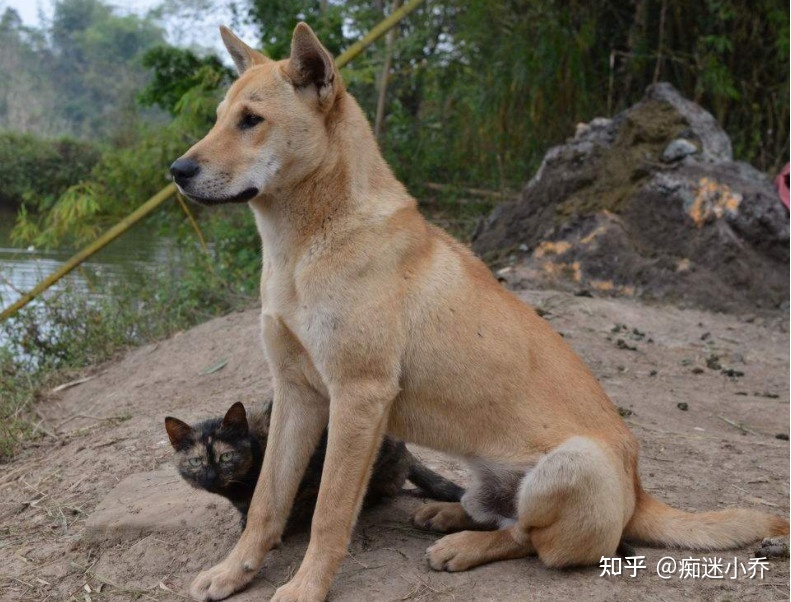 中國最大的土狗品種_品種狗和土狗的區別_農村土狗是什麼品種