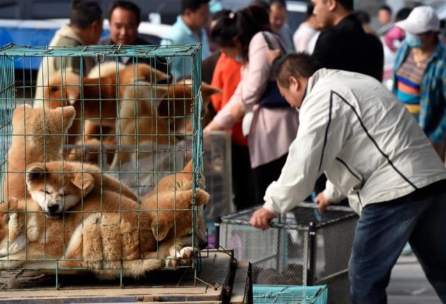 那些卖不出去的狗狗，它们会有什么样的结合吗？