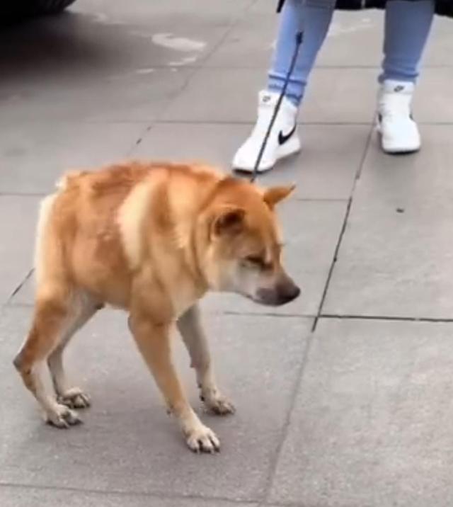 黑宠物店卖病狗_宠物店卖病狗怎么办_苏州沈思港路宠物店卖病狗