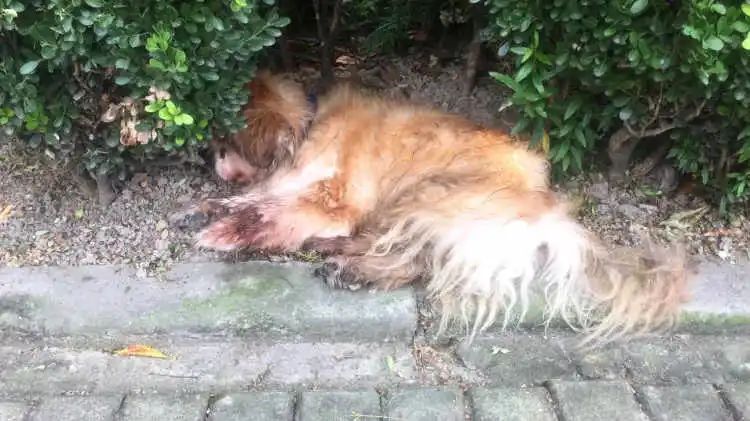 浦东警方查处上海首例养犬人遗弃犬只受到处罚的案件