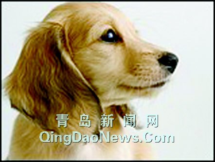 金毛藏獒腊肠萨摩耶金毛：名贵犬中的大“明星”(组图)