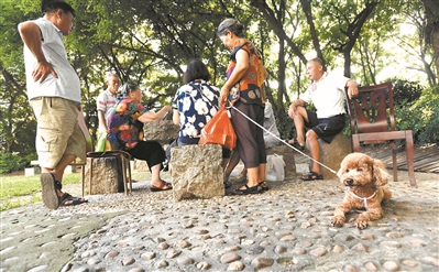 广州：养犬先登记 遛狗请牵绳