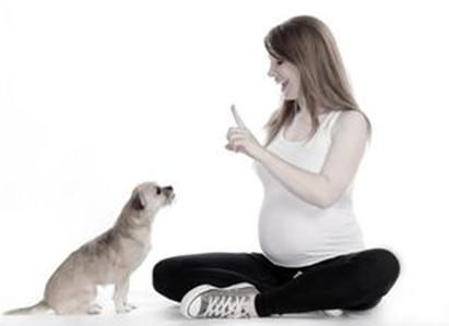怀孕的人到底可不可以养狗