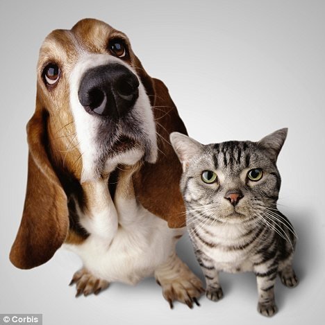 科学家称宠物狗比猫聪明 更适合集体生活(图)