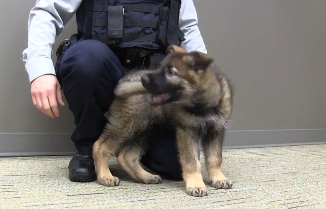 一个小警犬的训练视频，可以看出来它们还很小