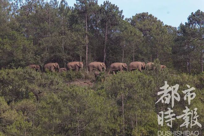 云南北移象群在昆明市晋宁区持续活动(高清组图)