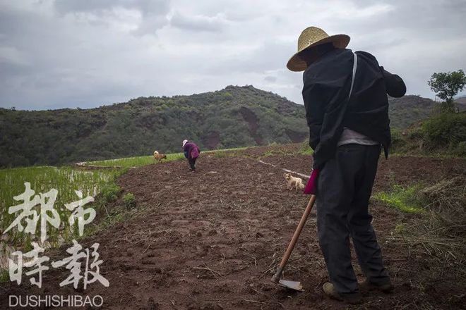 云南北移象群在昆明市晋宁区持续活动(高清组图)