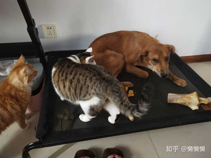 新手养什么狗最好，要聪明的狗_养猫 比养狗_上海猫背猫奶奶卖房子养流浪猫