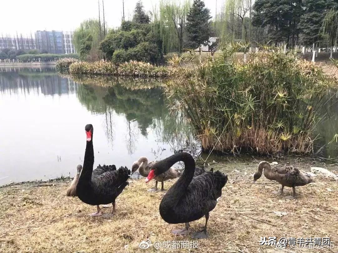 大学生寝室居然开始养猪！这些校园萌宠你见过吗？