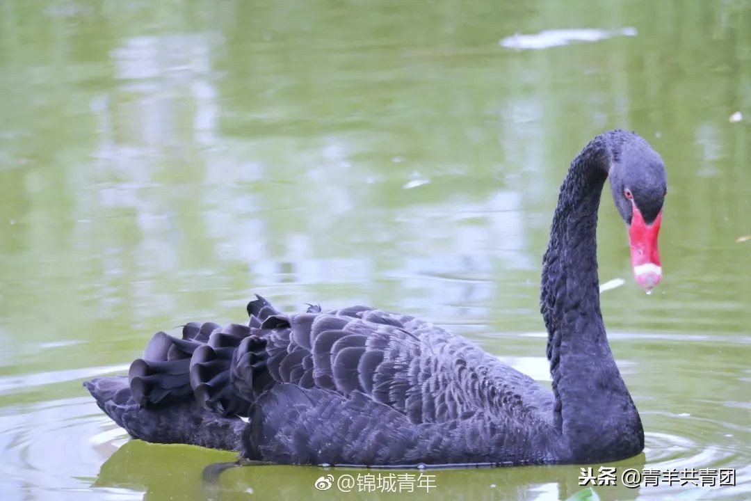 大学生寝室居然开始养猪！这些校园萌宠你见过吗？