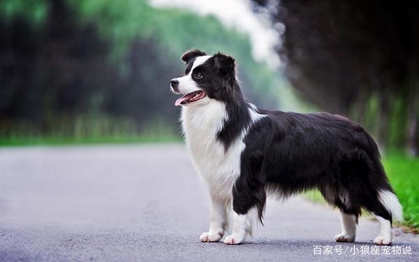 犬种中智商最高的狗狗是边境牧羊犬，智商大约有人类六、七岁小孩