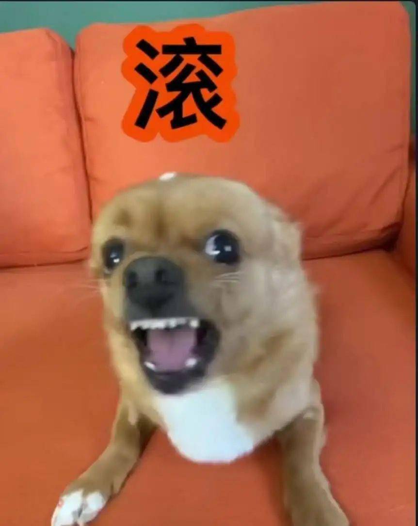 泰迪狗价格靠谱犬舍_狗窝窝犬舍 阿拉斯加_犬舍 买狗