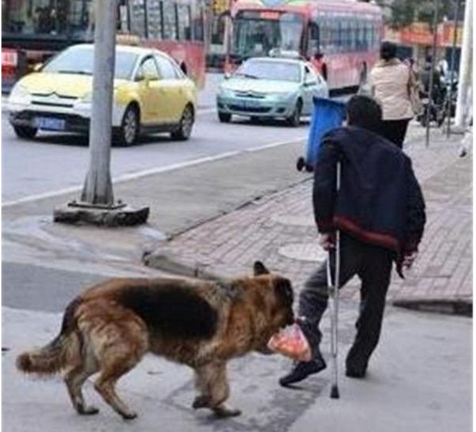 我抛弃了一只病狗_中兽医治狗猫病看什么书_狗被主人抛弃会哭吗?