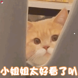 星际战甲养猫好还是养狗好