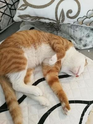 星际战甲养猫好还是养狗好