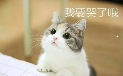 租房子养猫狗什么心理